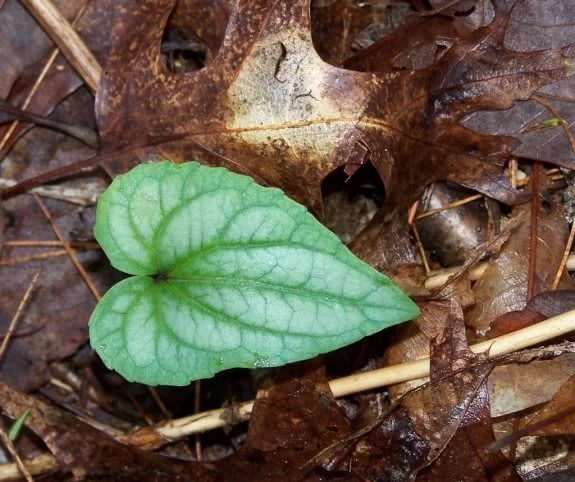 Life: A Poem by Beverley Bender